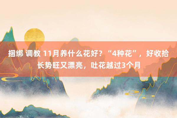 捆绑 调教 11月养什么花好？“4种花”，好收拾长势旺又漂亮，吐花越过3个月