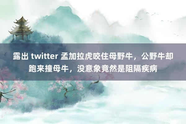 露出 twitter 孟加拉虎咬住母野牛，公野牛却跑来撞母牛，没意象竟然是阻隔疾病